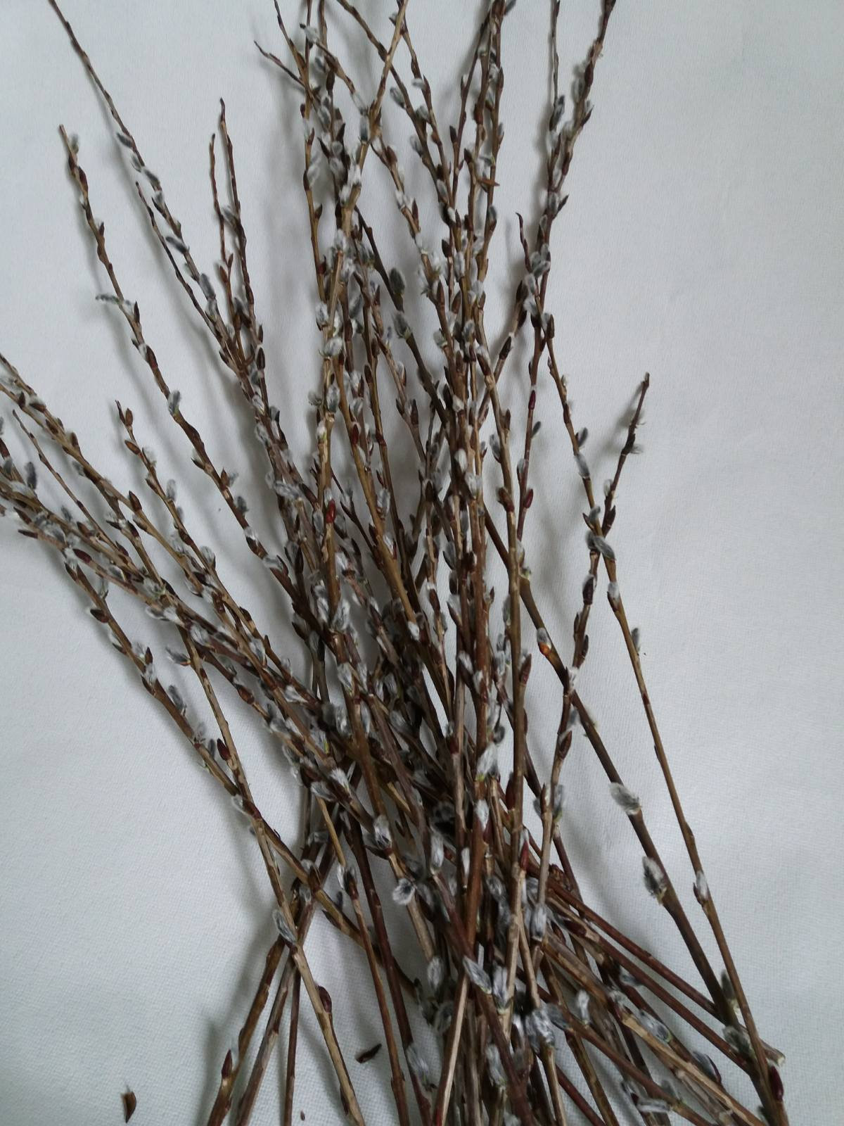 Willow branches Vase filler natural Catkins Natural dried branches Stems pussy willow Eco home decor Easter spring decor Eco present Gift