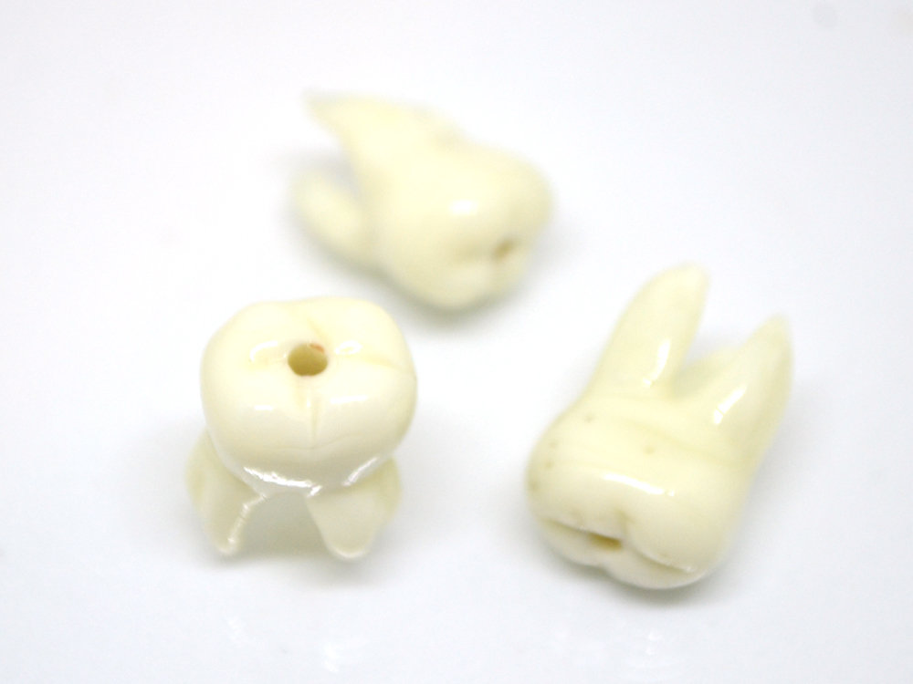 Glass Root tooth beads, Molar beads, Dentist gift prank, Teeth beads with 3  roots, Handmade beads, Teeth jewelry, Teeth earrings, Lampwork 83253 in  online supermarket