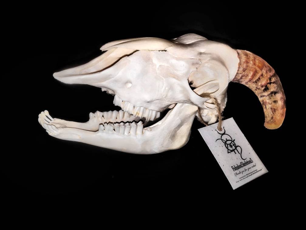 Ram skull with horns. Taxidermy animal skull, real skull. Ram