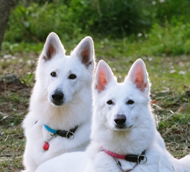 German Shepherd dog custom portrait, personalized white kawaii toy ...