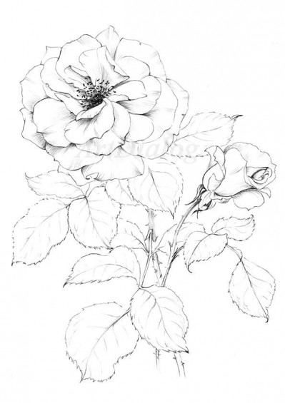 roseart coloring pages