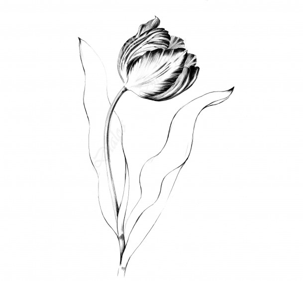 Hand Draw Watercolor Realistic Single Tulip Flower - Drawing - Free  Transparent PNG Clipart Images Download