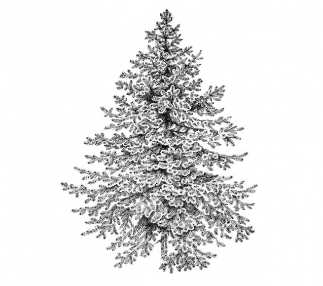 Evergreen tree, Spruce, Fir-tree, Hygge Art Sketch, a1, large line drawing,  black white, Scandinavian wall decor, Christmas tree print, 64905 in online  supermarket | SOL