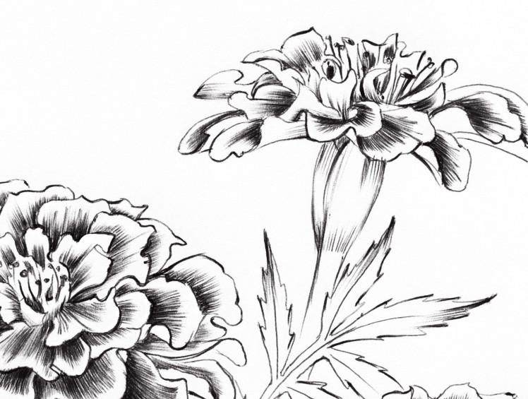 145 Marigold Drawing Stock Photos, High-Res Pictures, and Images - Getty  Images
