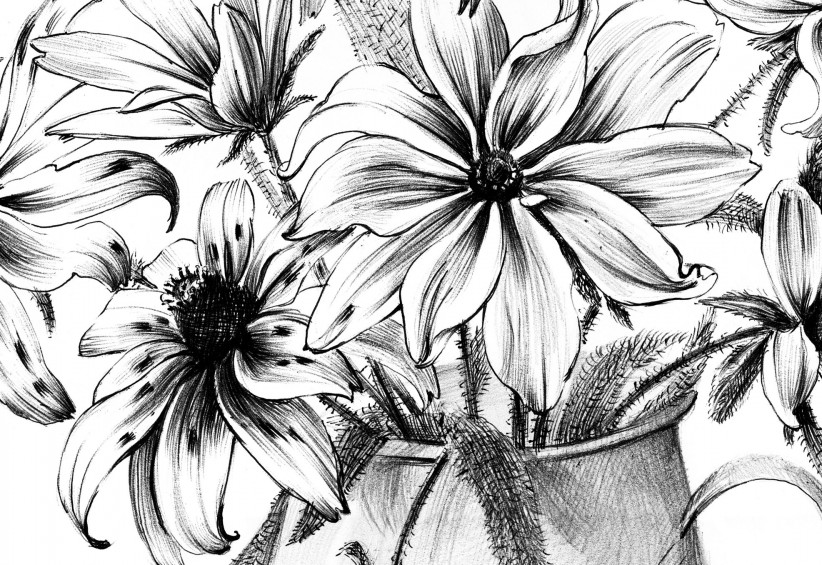 Black-eyed Susan, Sketch, rudbeckia, Bouquet, Maryland flower, still ...