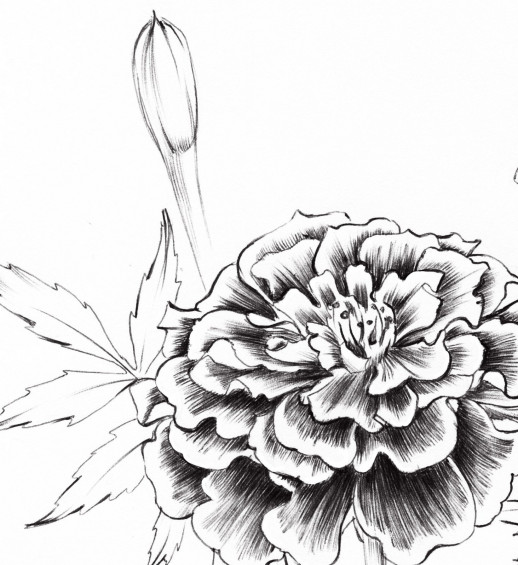 Marigold flower hand draw vintage style black Vector Image