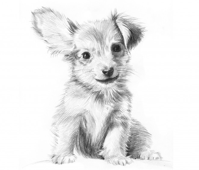 Realistic Pet Drawings from Photos | Amy Watts