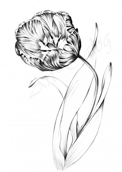 Tulip Sketch, spring flower print, hand drawn clipart, line drawing ...