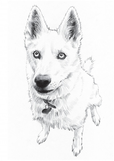 Custom pet, dog Digital portraits, pencil style, photo to paper, cat ...
